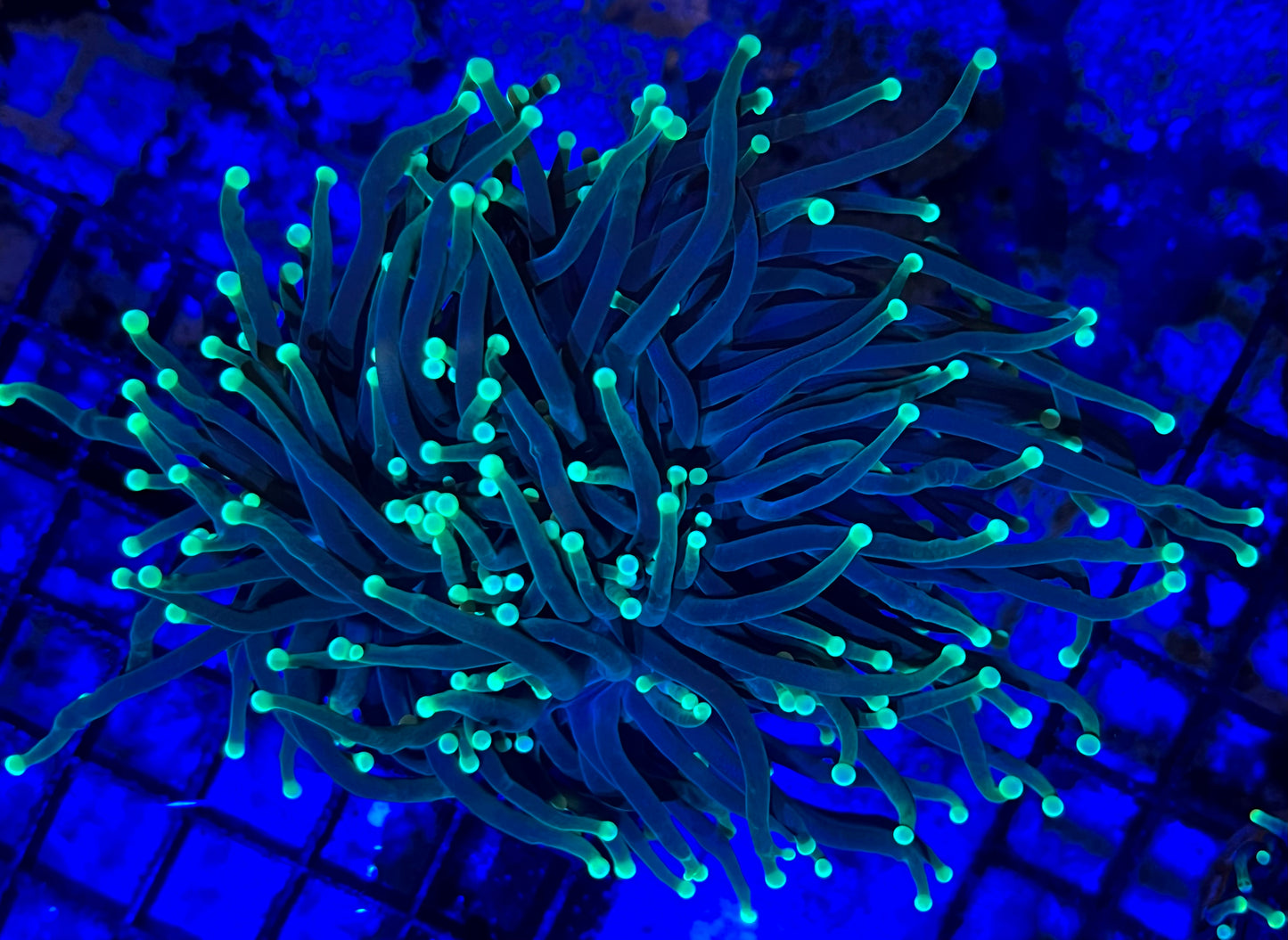 #457 Yellow tip Torch 2 Heads