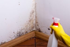 A Guide on Mold Allergies: Symptoms, Diagnosis, and Treatment