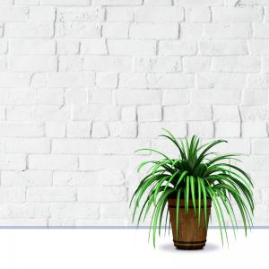 Indoor Plants That Help with Asthma and Improve Indoor Air Quality (Part 2)