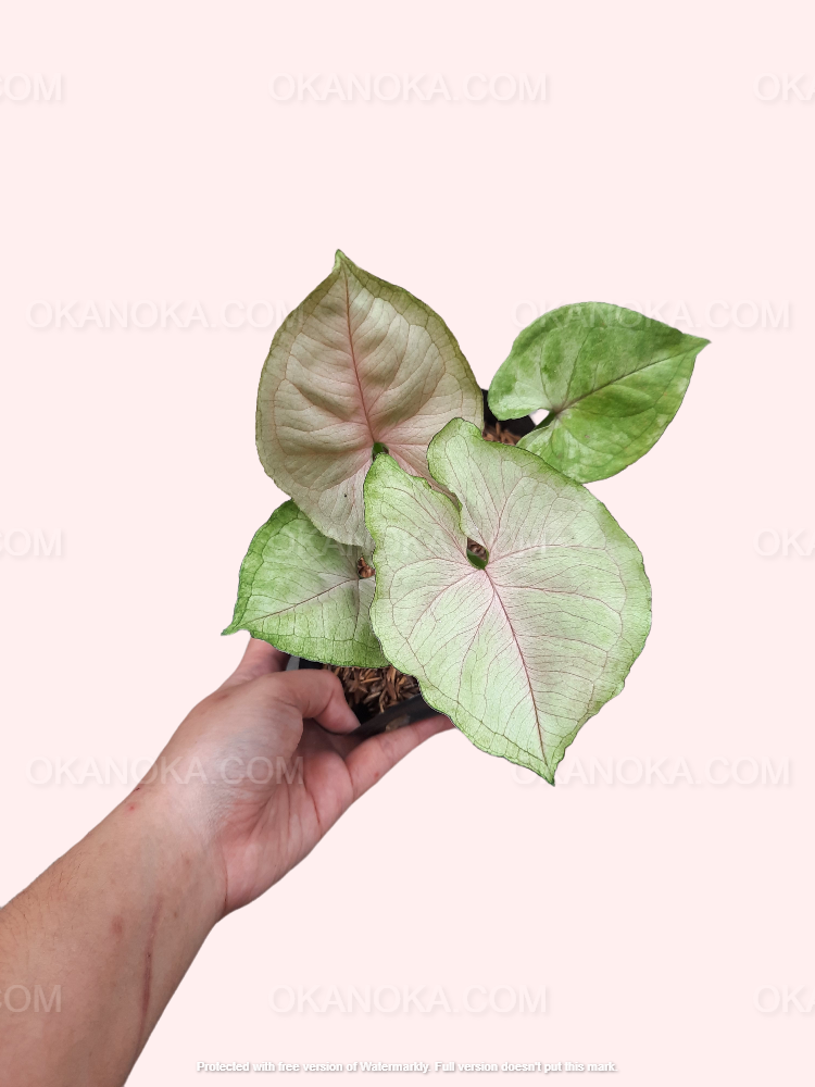 Details about   Wholesale 5x Syngonium Mango Allusion Plants Include Free Phytosanitary 