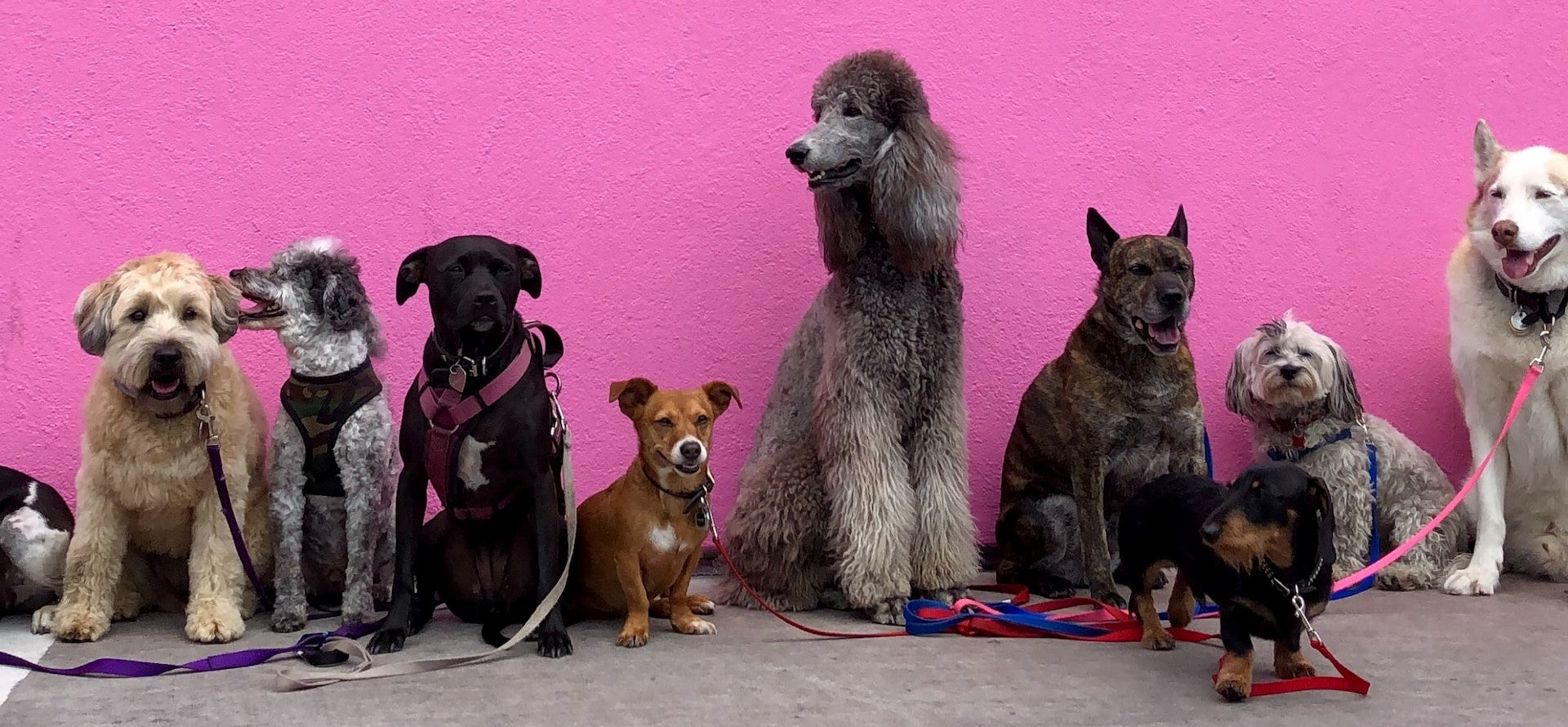 are greenland dogs friendly or dangerous to strangers