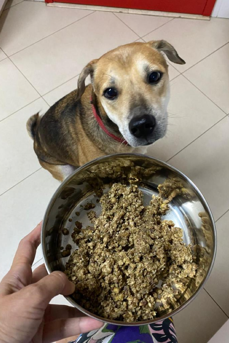 is pork meal good for dogs