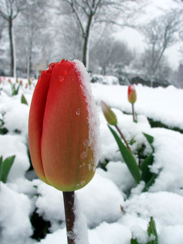 Snow on Tulips