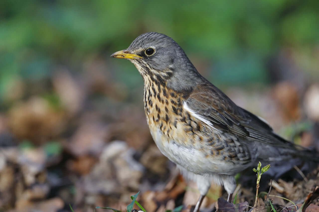 fieldfare bird food