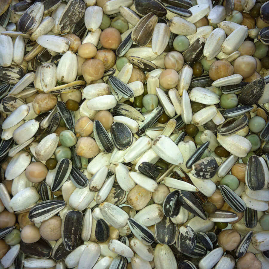 soaked seed for parrots