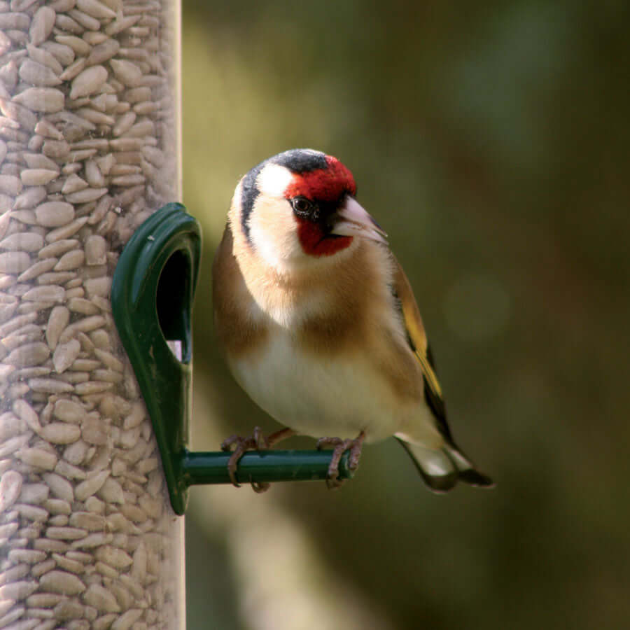 haith's bird food suppliers aviary