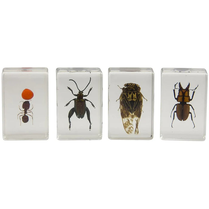 Celestron 3D Bug Specimen Kit #3 (44409)