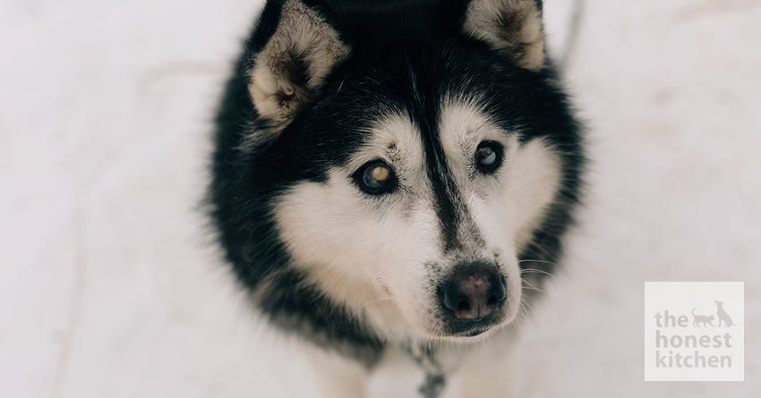 are light blue huskies eyes blind