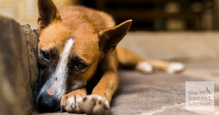 how can i help rescue abused dogs