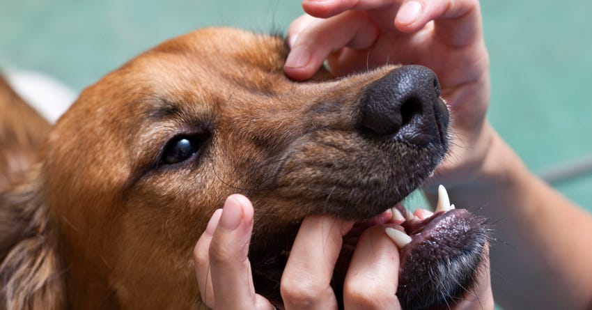 can gingivitis kill a dog