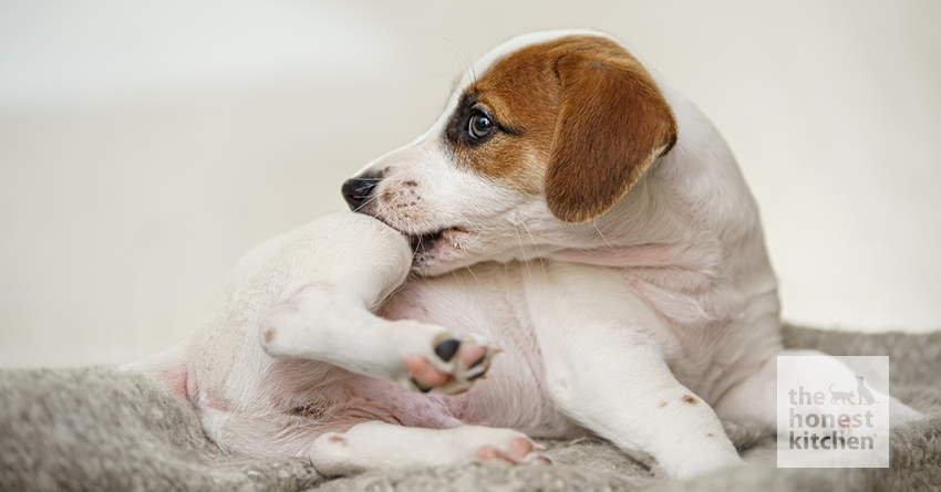 how can i treat my dogs skin allergies