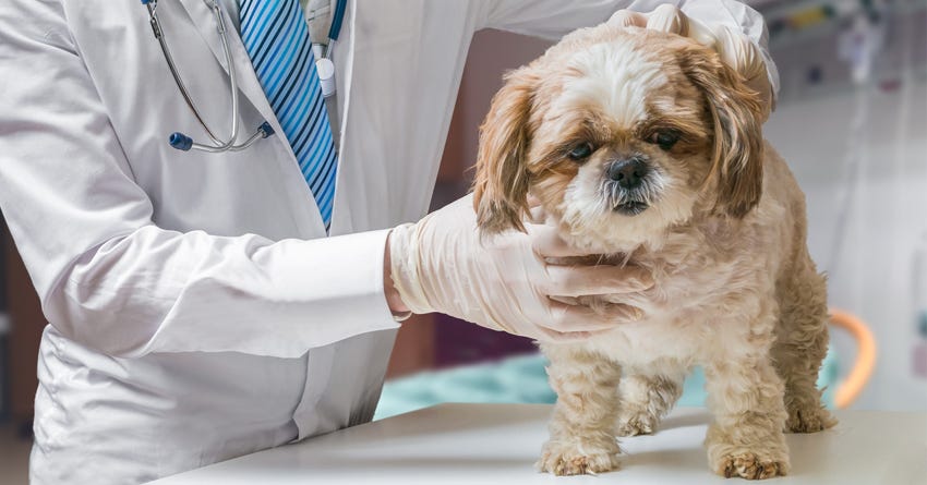 how do you treat megaesophagus in dogs