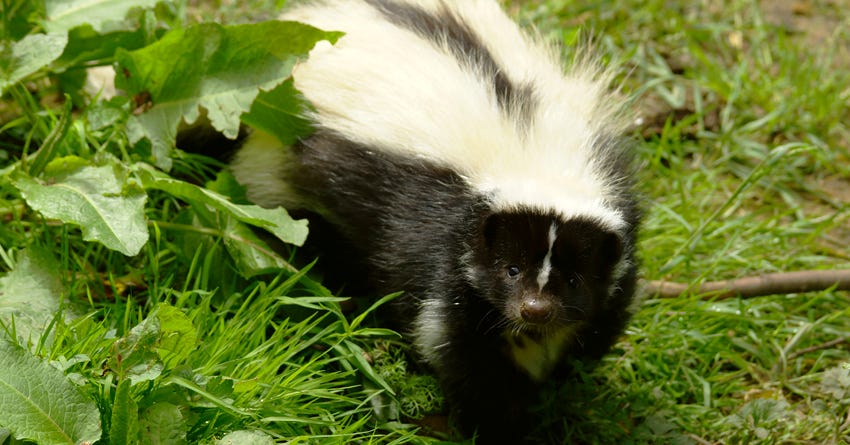 are skunks cats or dogs