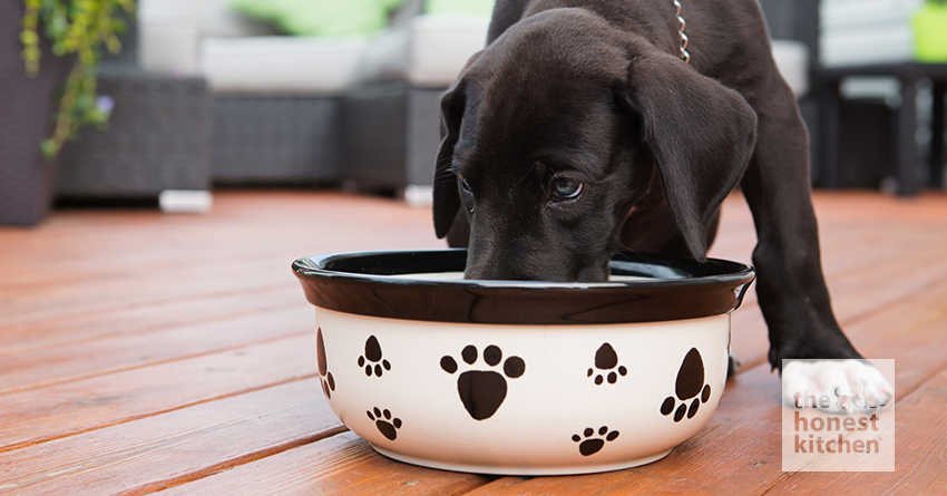 is it ok to overfeed a puppy
