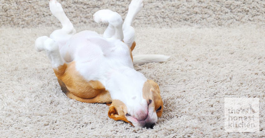 what to do if a puppy is having a seizure