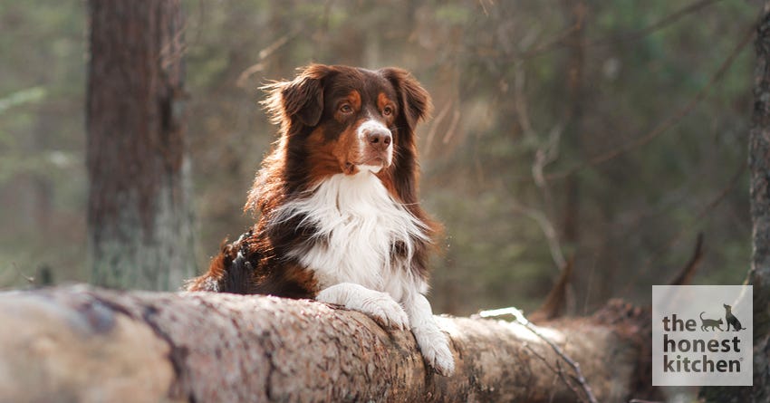 what does it mean if your dog has papers