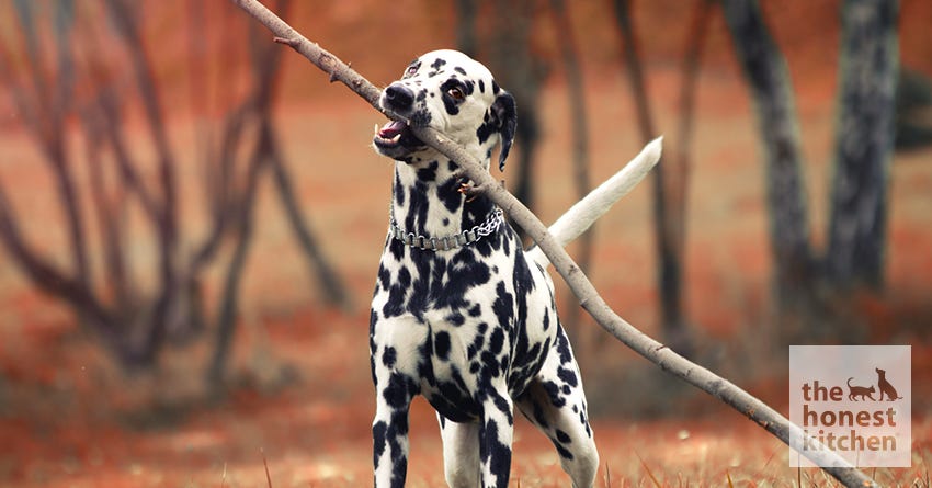why is a dalmatian a fire dog