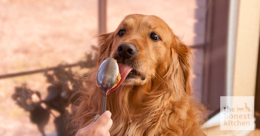 Can Dogs Eat Almond Butter 