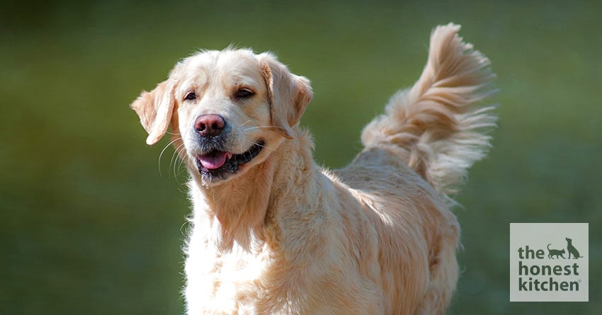 what causes a dog to have vertigo