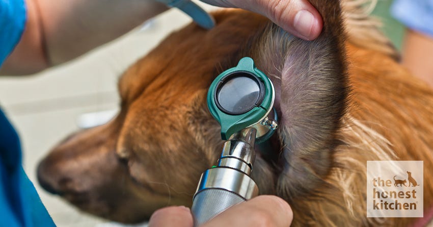 can dogs die from ear infection