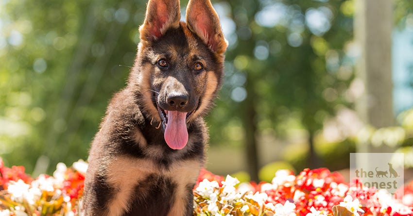 are african violets poisonous to cats and dogs