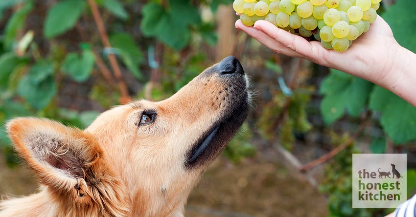 why cant dogs eat grapes