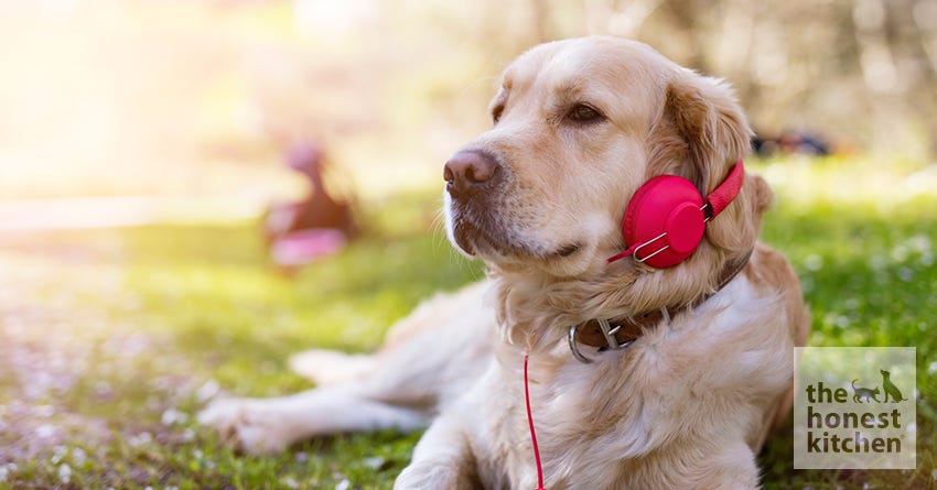 can dogs listen to music