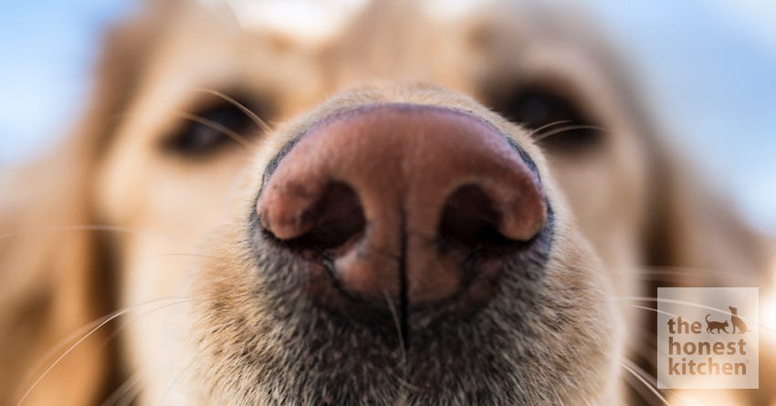 what would cause a dogs nose to change color