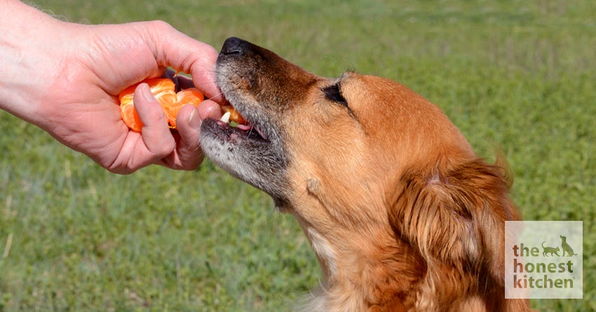 can u give a dog oranges