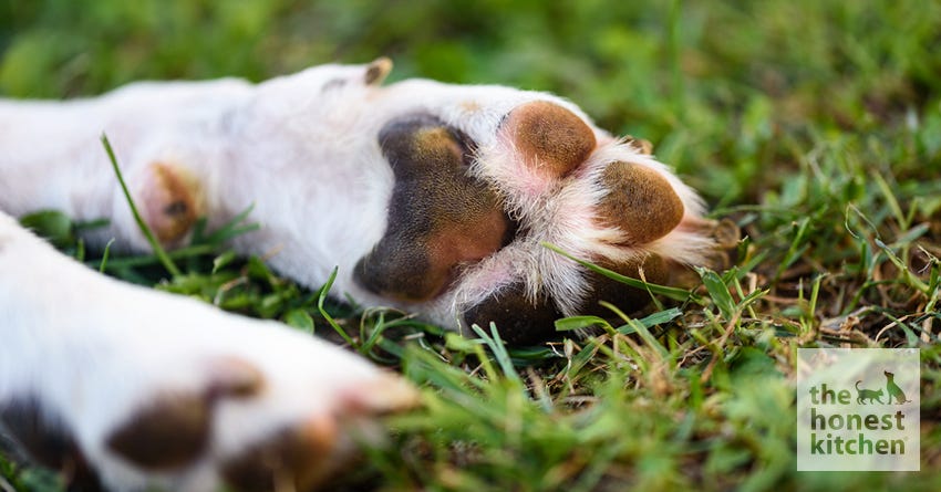 When Your Dog Hurts his Paw – The 