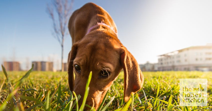 why are dogs so good at smelling