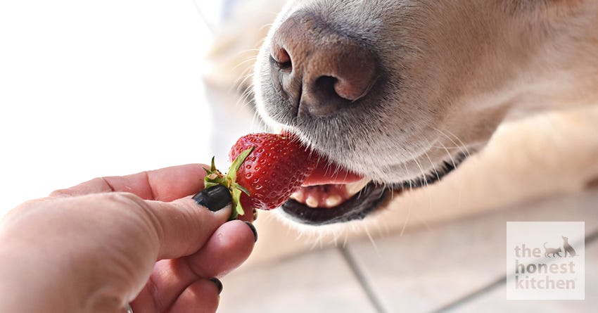 can dogs eat strawberries or bananas