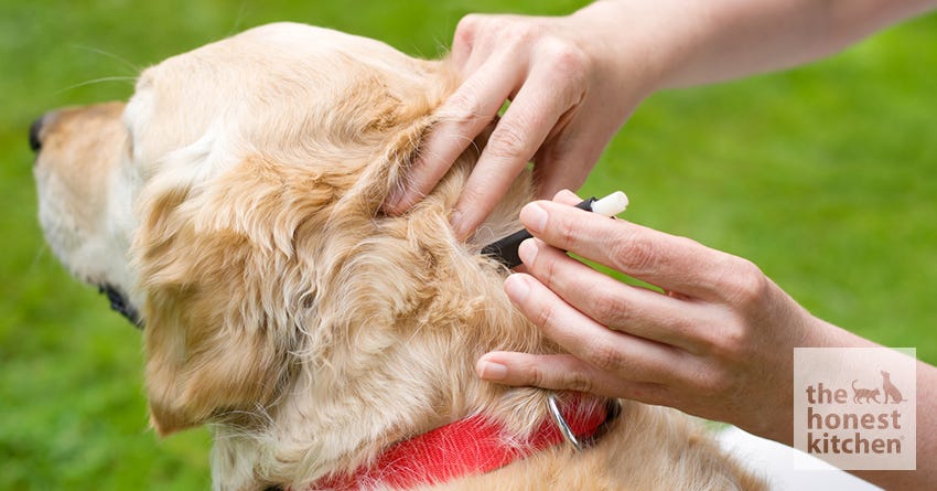 how do you remove a dead tick from a dog