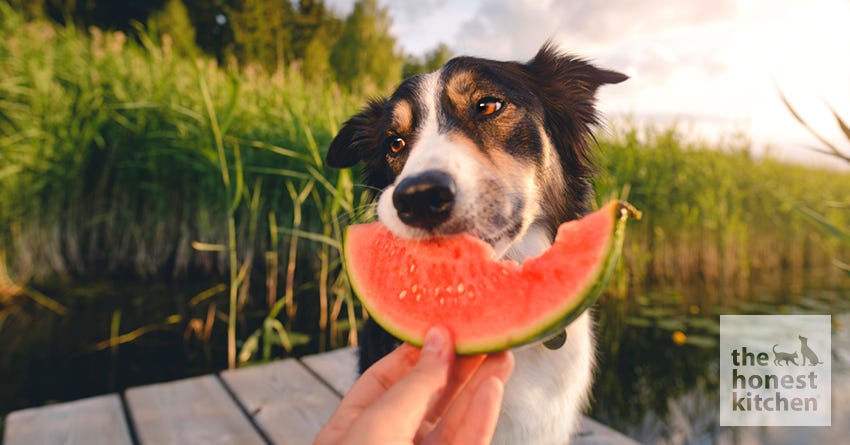 is watermelon good for puppies