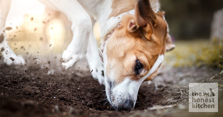 why does a dog bury a bone