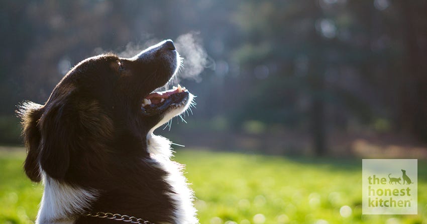 what does fish breath in dogs mean