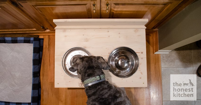 should you use elevated dog bowls