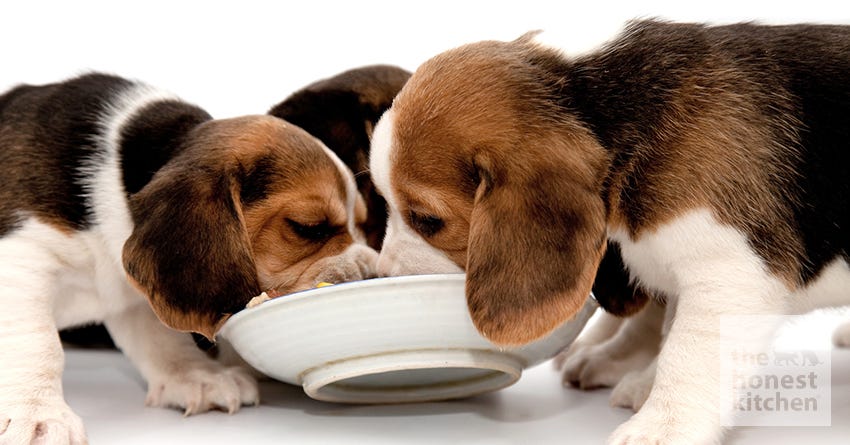 can dogs share food bowls