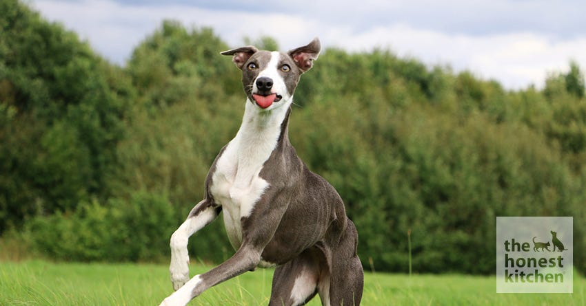 are greyhounds good pets
