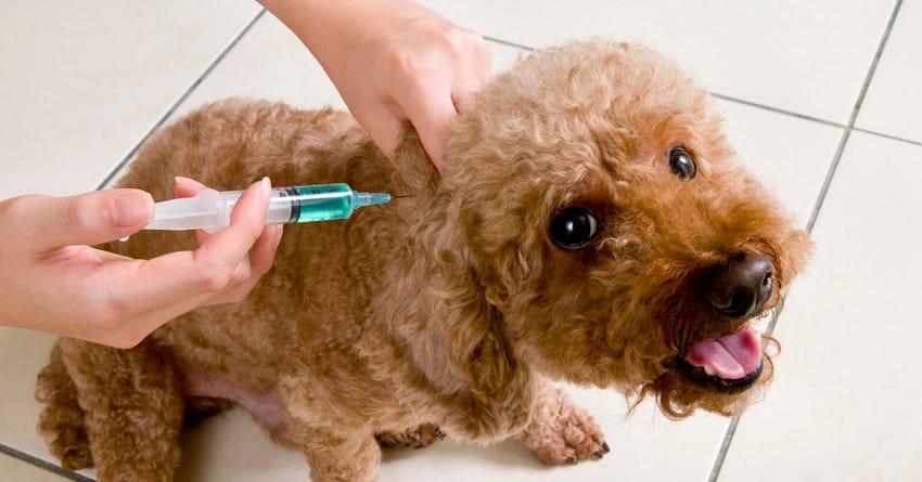what is prednisone used to treat in dogs
