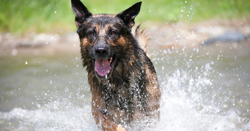 can drinking pool water hurt a dog