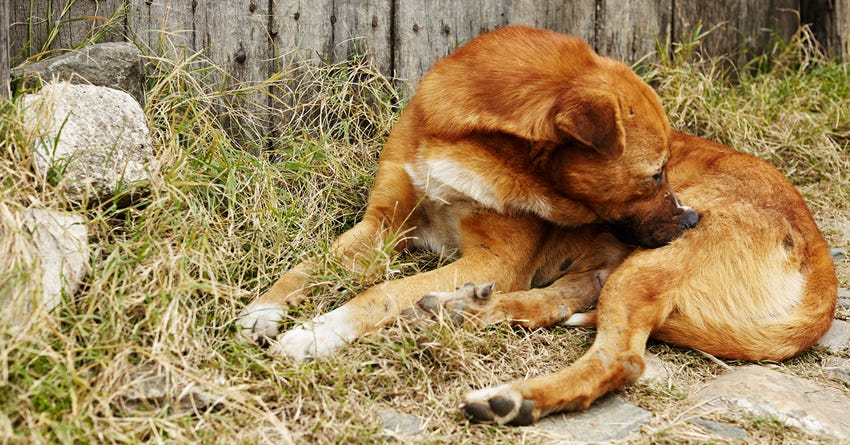 how to keep a dog from scratching sock