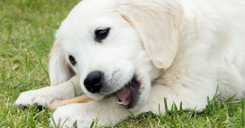 at what age do puppies start losing their baby teeth