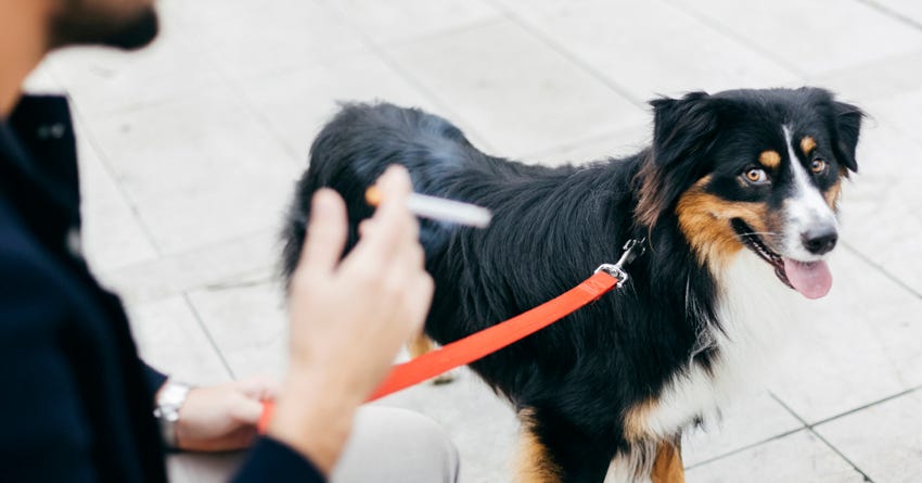 can dogs be allergic to smoke