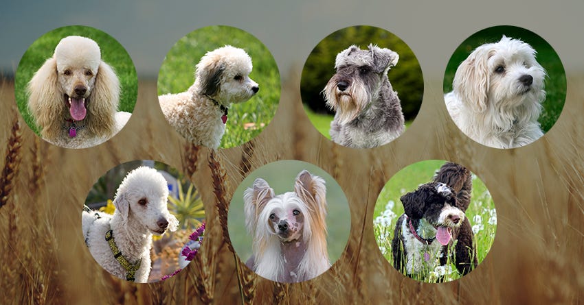 what dog breed is good for allergy sufferers