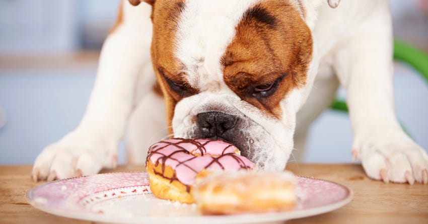 why do dogs love treats