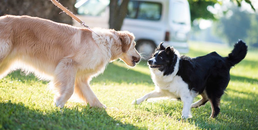 can small dogs play with big dogs