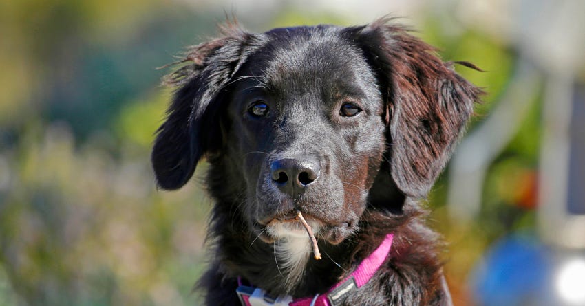 what dog breeds have pricked ears