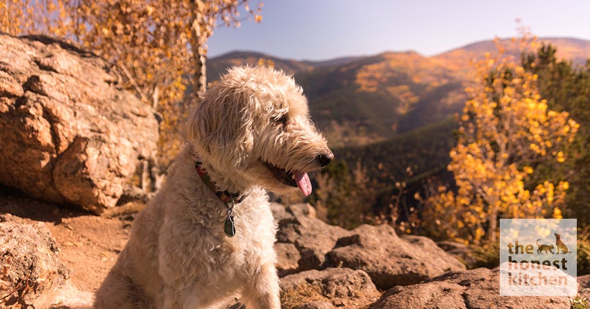 does akc recognize goldendoodles