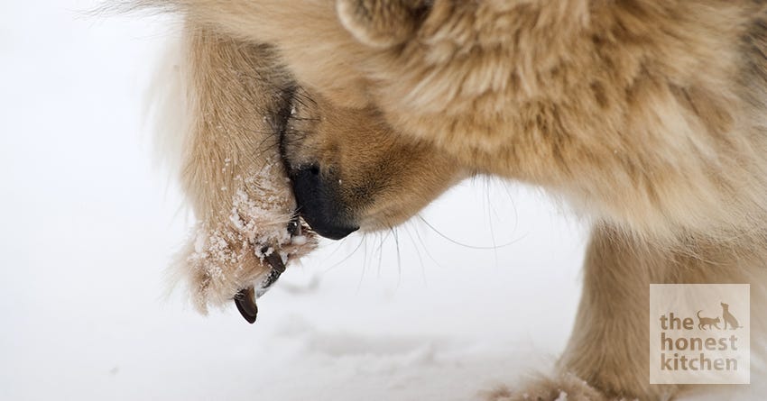 how to make dog nose balm